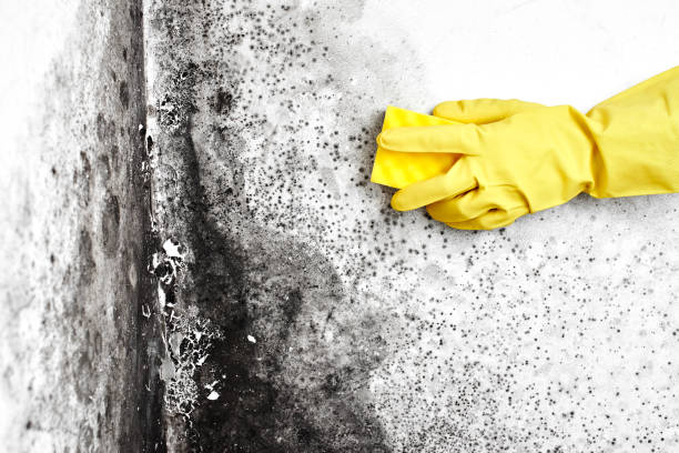 Best Certified Mold Removal  in Lancaster, KY