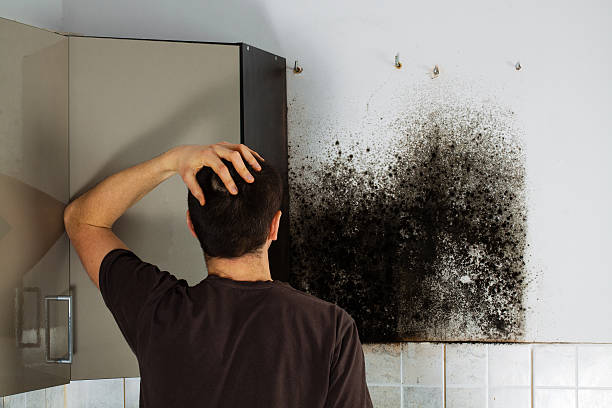 Home Mold Removal in Lancaster, KY