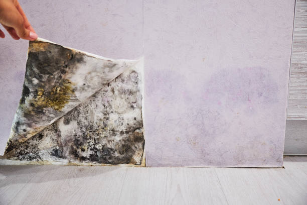 Best Mold Damage Repair  in Lancaster, KY